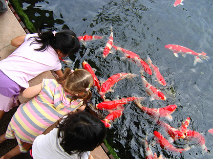 Thiết kế hồ cá Koi, thi công hồ cá Koi, thiet ke ho ca koi, thi cong ho ca koi, thiết kế hồ Koi, thiet ke ho Koi, thi công hồ Koi, thi cong ho Koi, thiết kế sân vườn, thiet ke san vuon, thi công sân vườn, thi cong san vuon, sân vườn với hồ Koi, Koi pond garden